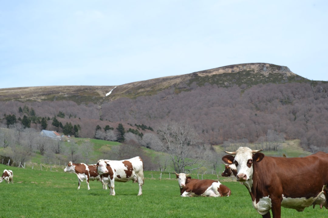 Des vaches se prélassent dans un près à côté du gîte et de la ferme.