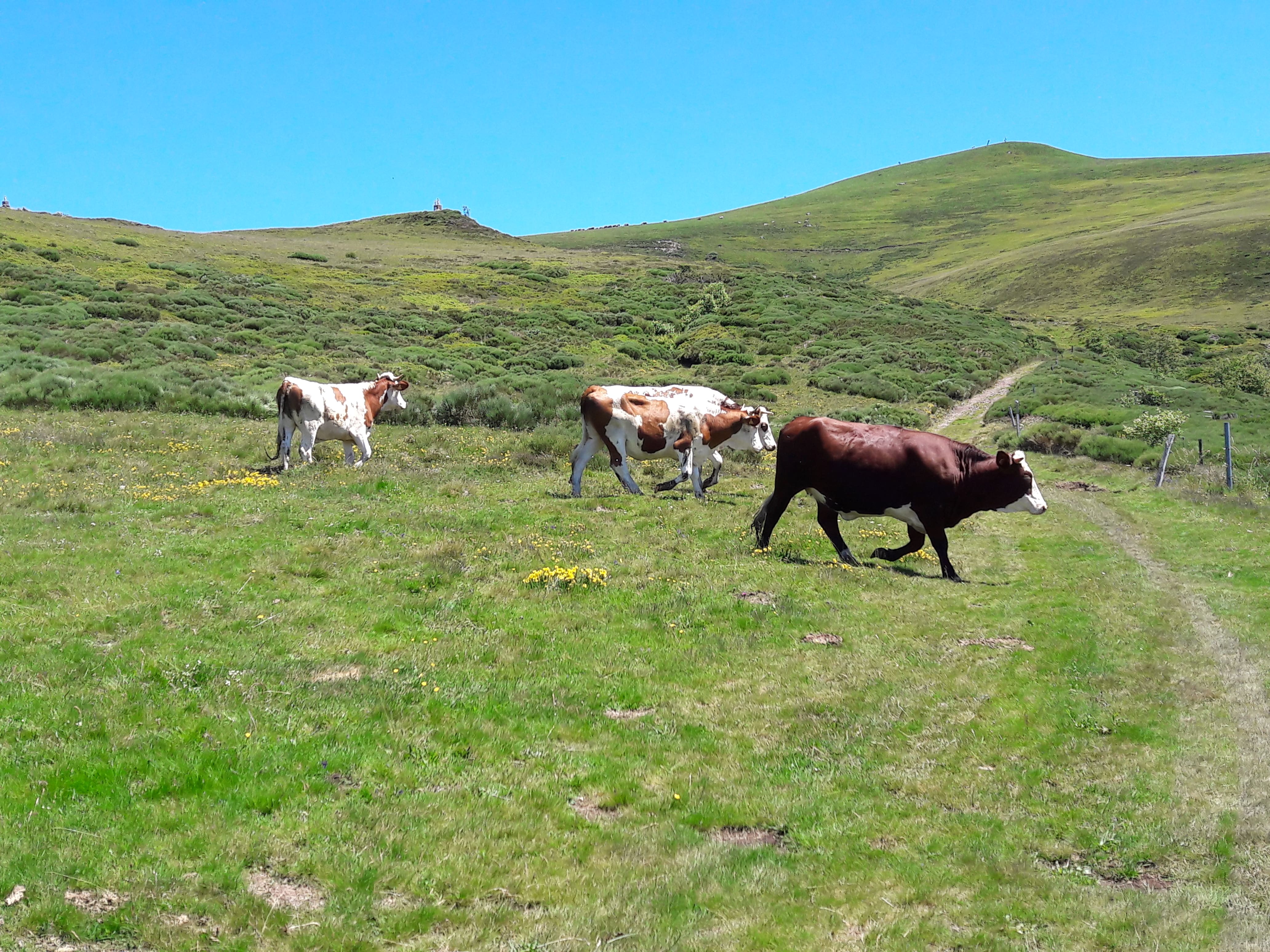 Des vaches au milieu des montagnes.