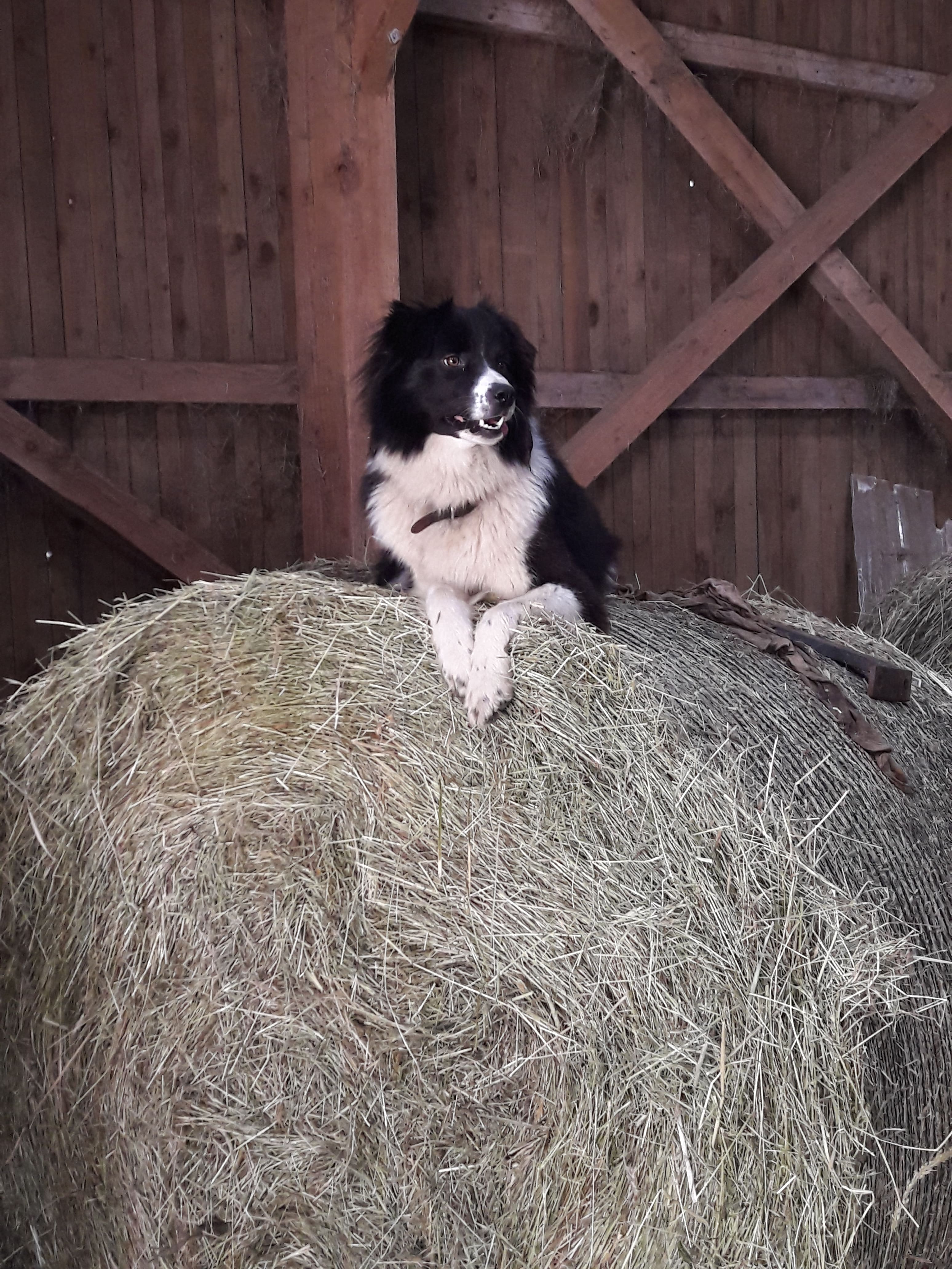 Une chienne, noire et blanche, est couchée sur un ballot de foin.